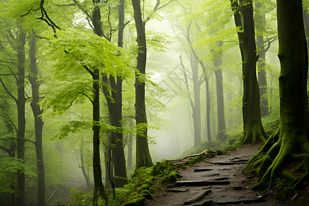 森林雾霾中的路径背景图片