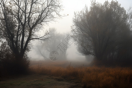 迷雾朦胧树木高清图片