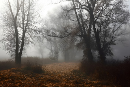 晨雾中的森林背景图片