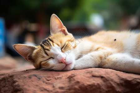 熟睡中的宠物猫咪高清图片