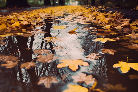 秋雨飘摇的落叶景观高清图片