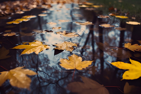 秋雨中的落叶景观背景图片