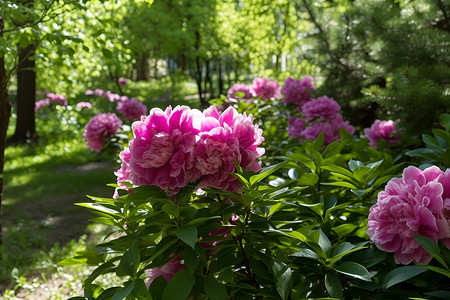 夏季公园中绽放的美丽花朵背景图片