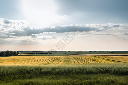 丰收的农业田野背景图片