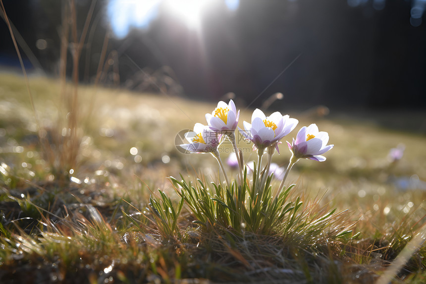 春季田野中绽放的美丽花朵图片