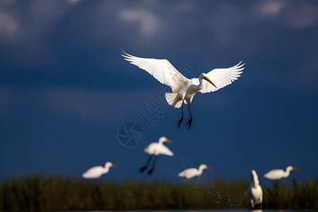 一群鸟湖泊上空飞翔高清图片