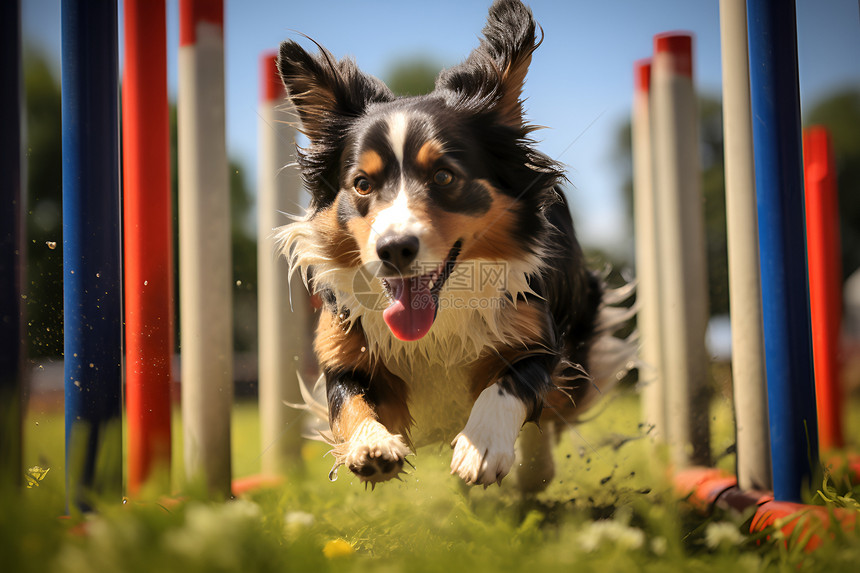 快乐奔跑的宠物狗狗图片
