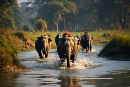 河中行走的大象背景图片