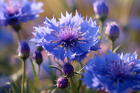 蓝色花园绿草间盛放的蓝色花朵背景