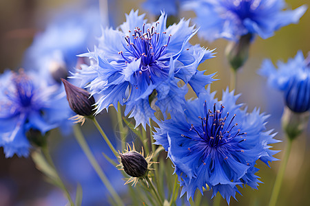 矢车菊花园中的一束蓝色花朵背景