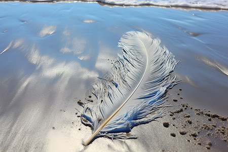 一片羽毛躺在沙滩上背景图片