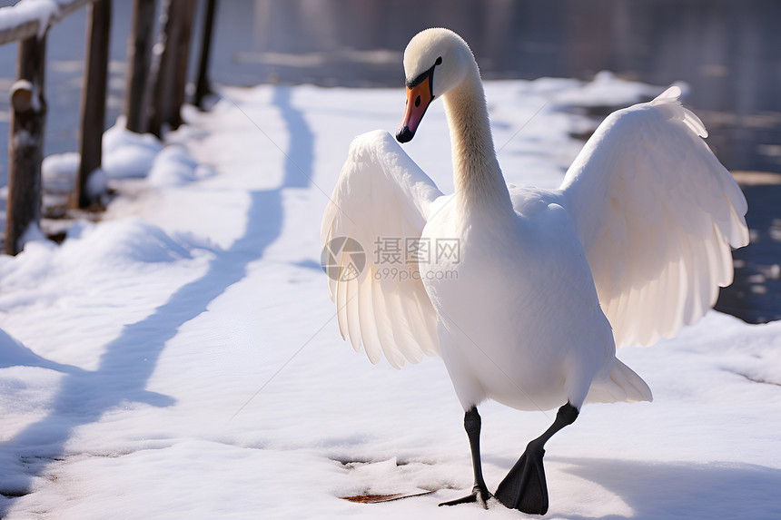 冰雪飞舞冬日的白天鹅图片
