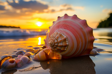 夕阳下海滩上的贝壳背景图片