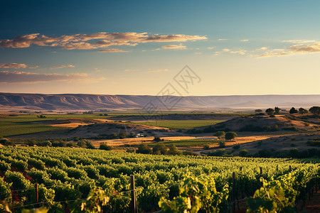 山谷中种植的葡萄背景图片
