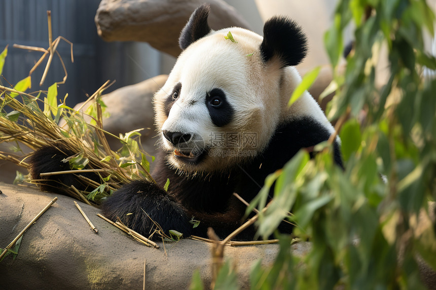 正在吃竹子的大熊猫图片