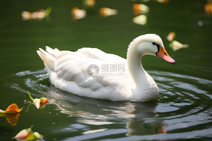 美丽水禽动物的天鹅图片