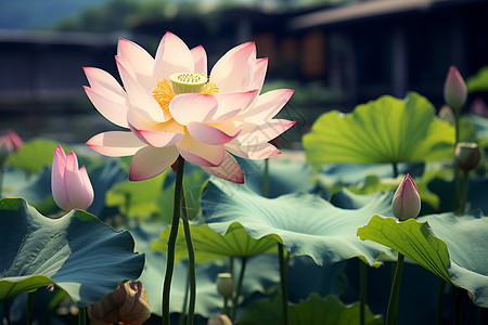 美丽绽放的莲花花朵背景图片