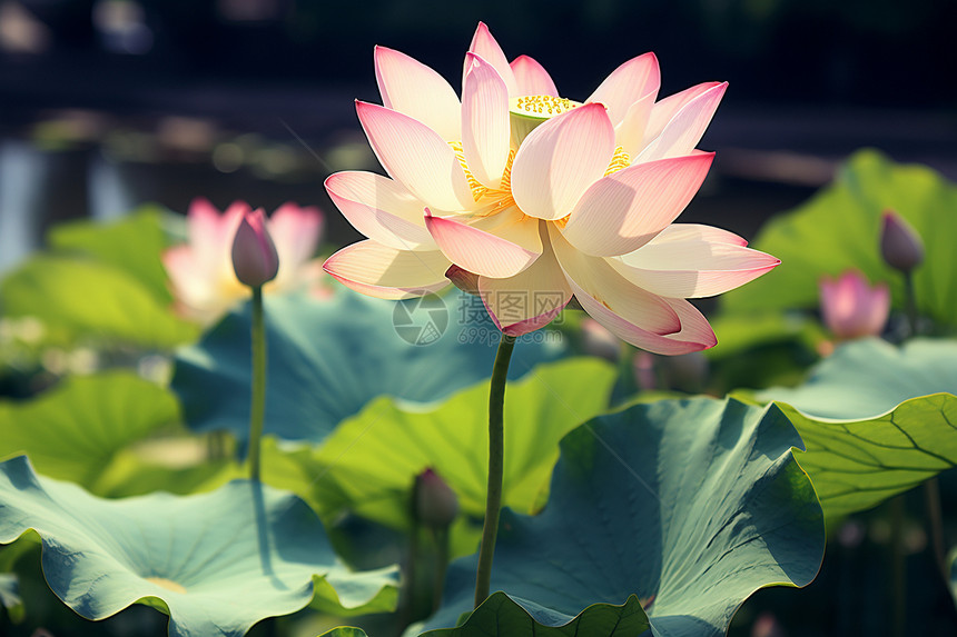 夏季池塘中绽放的莲花图片