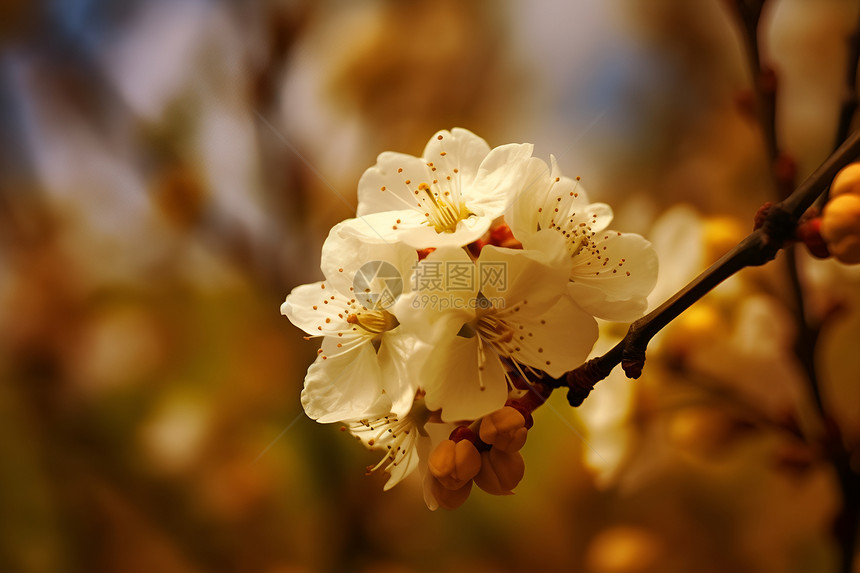 清新自然的樱花花朵图片