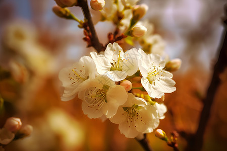 春季花园中绽放的樱花花朵背景图片