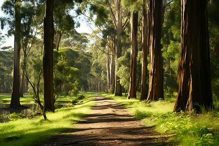 森林之路背景图片