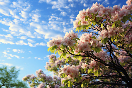 春季花园中绽放的樱花花朵背景图片