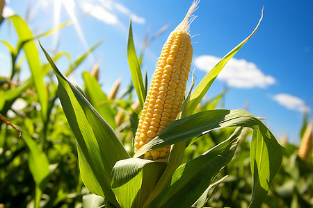 玉米脱粒丰收的农业种植田背景