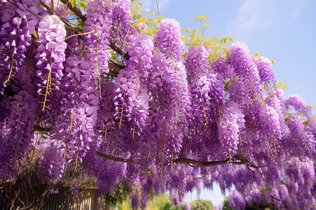 紫花藤下的悠静园林背景图片