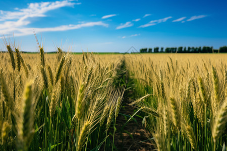 乡村农业种植的麦田背景图片