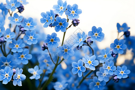 清新自然的蓝色花朵背景图片