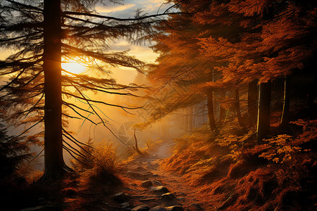 日出秋季丛林小径的美丽景观背景图片