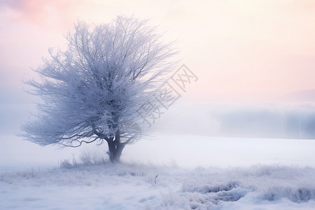 冰雪世界中的孤独树背景图片