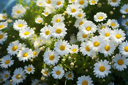 田园中盛开的漂亮菊花背景图片