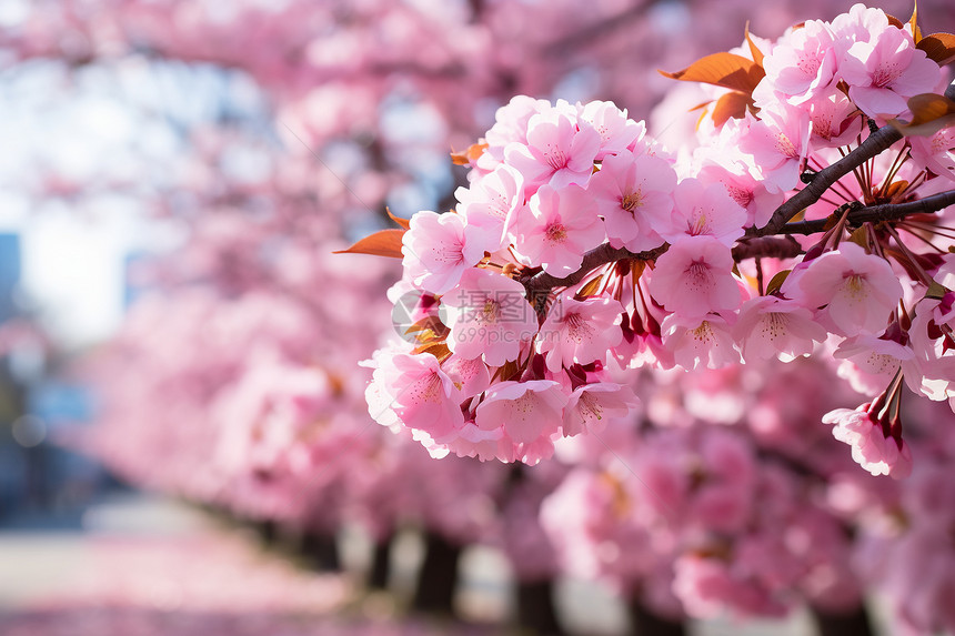 户外树枝上盛开的樱花图片