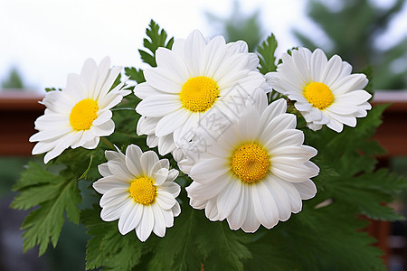 桌面上摆放的白色花束高清图片