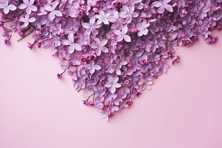 大花朵背景墙紫色花朵背景墙背景