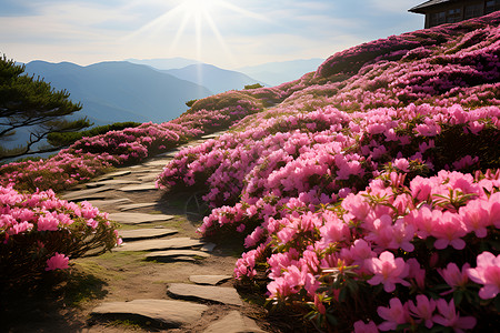 山中粉色花朵背景图片