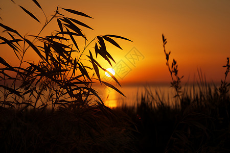 芦苇塘湖畔日落的美丽景观背景