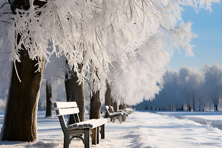 白雪皑皑的森林公园景观背景图片