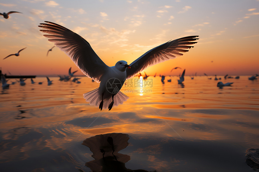 夕阳下飞翔的鸟图片