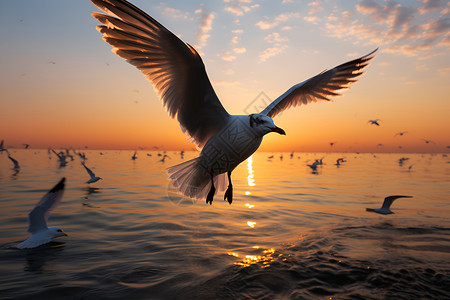 海鸥展翅背景图片
