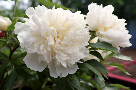 盛开的白色牡丹花背景图片