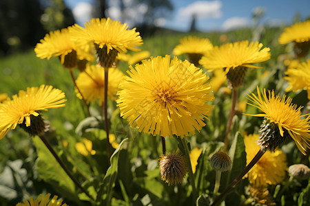 春天的黄色花朵高清图片