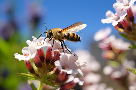 虫子和蜜蜂边框蜜蜂采集花蜜背景