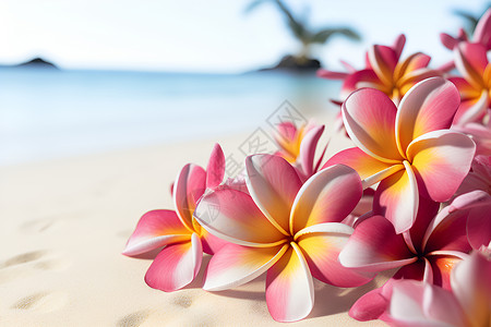 沙滩上的粉色花朵背景图片