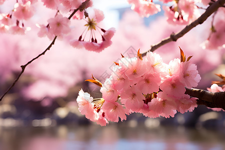 樱花盛开枝头背景图片