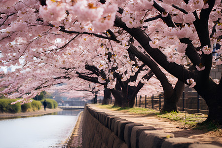 河畔的浪漫樱花背景图片