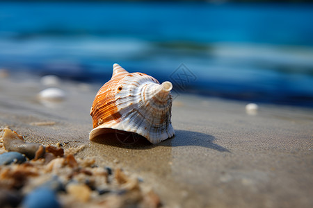 户外沙滩上的海螺背景图片