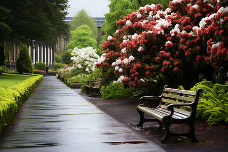 下雨草坪雨中的公园长椅背景