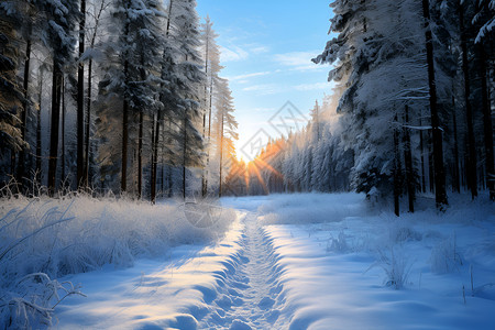 雪地小径背景图片